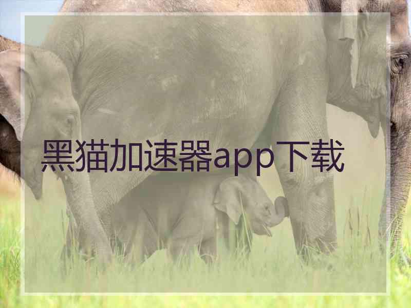 黑猫加速器app下载