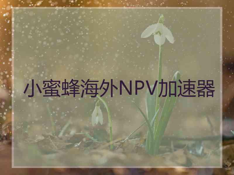 小蜜蜂海外NPV加速器